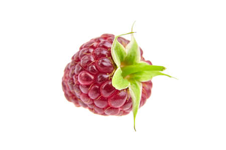 Fresh raspberry fruit isolated on white background. Single red raspberry, sweet summer berryの写真素材