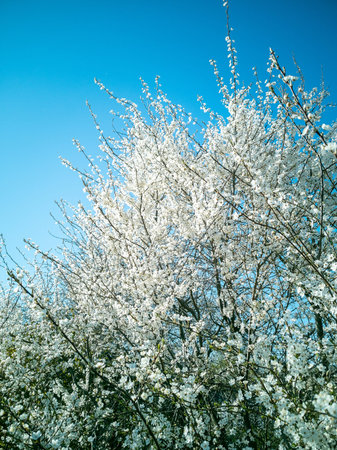 Cherry plum blossom. White flowers of blomming trees on blue sky background. Spring blossom