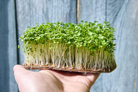 Microgreen shoots, arugula micro green sprouts in hand on blue wooden background, closeup. Urban...