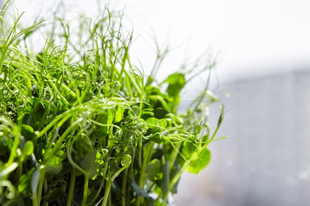 Microgreens shoots on blurred background. Urban gardening, growing pea micro greens, closeup