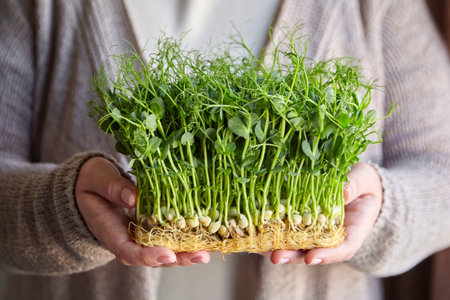 Microgreen pea sprouts in female hands. Kitchen garden - micro green growing. Woman holding fresh sprouts of peasの写真素材