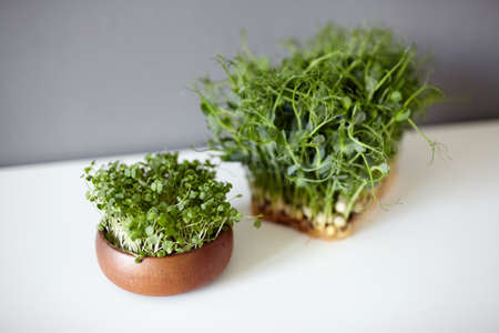 Pea shoots and arugula shoots in wooden bowl, microgreen sprouts on white table on gray wall background. Growing fresh young micro greenの写真素材