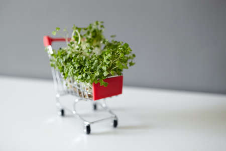 Shopping cart with arugula microgreen sprouts on white table on gray wall background. Growing micro greens. Fresh young arugula shootsの写真素材