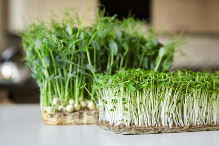 Microgreens arugula and pea sprouts on white table. Kitchen garden - micro green growing. Fresh sprouts of arugula and peas closeupの写真素材
