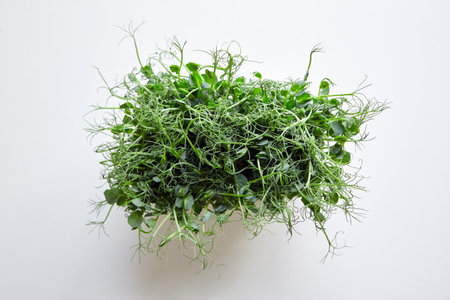 Microgreen pea sprouts on white table, top view. Kitchen garden - micro green growing. Fresh sprouts...