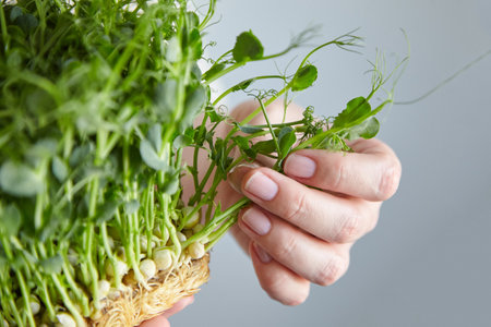Microgreen pea sprouts in female hands. Kitchen garden - micro green growing. Woman holding fresh sprouts of peasの写真素材