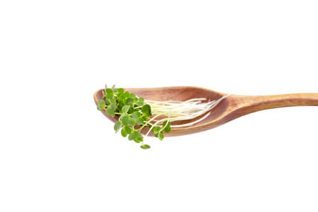 Microgreen sprouts, arugula shoots in wooden spoon isolated on white background. Young micro green shoots, healthy plant food conceptの写真素材