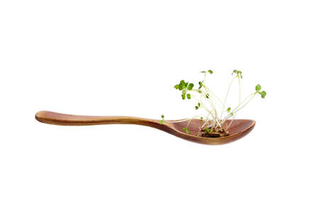 Microgreen sprouts, arugula shoots in wooden spoon isolated on white background. Young micro green shoots, healthy plant food conceptの写真素材