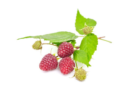 Raspberries with green leaves isolated on white background. Heap of red raspberries, sweet summer...