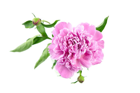 Pink peony flower isolated on white background. Fresh peony with green stem and leaves, top view