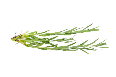Lavender herb plant with green leaves isolated on white background. Fresh stemの写真素材