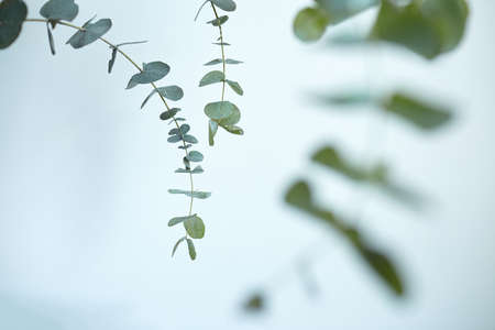 Eucalyptus leaves on white wall background. Fresh green eucalyptus branch, interior decorの写真素材
