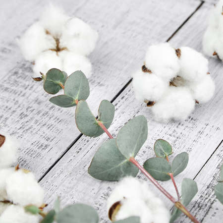 White cotton flowers and green eucalyptus twig on gray wooden background. Soft cotton plant and fresh eucalyptus foliageの写真素材