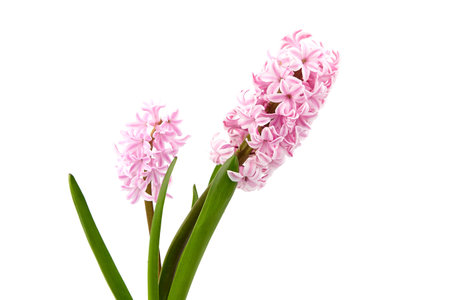 Pink Hyacinth flower isolated white background, closeupの写真素材
