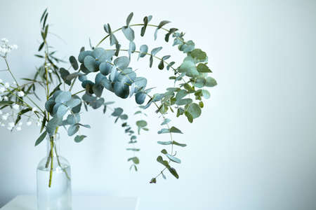Eucalyptus branch in glass bottle on white wall background. Fresh green eucalyptus leaves, interior decorの写真素材