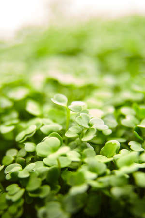 Fresh microgreens background. Young arugula green shoots, healthy food, macroの写真素材