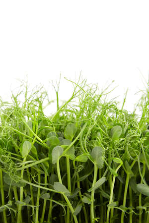 Fresh microgreens isolated on white background. Young pea shoots, healthy foodの写真素材