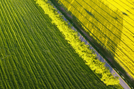 Aerial view of rapeseed field with yellow flowers and road