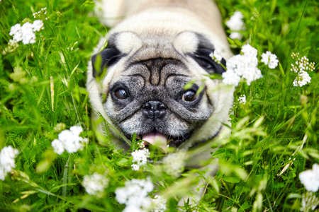 Pug dog playing in summer grass outdoor, pet portrait closeupの写真素材