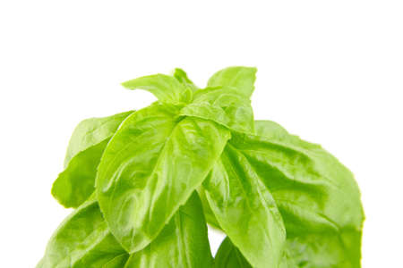 Basil herb with green fresh leaves isolated on white background closeupの写真素材