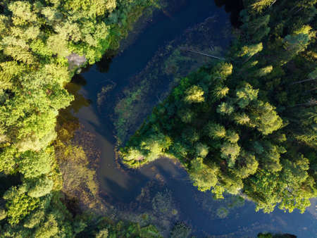 River and green forest top trees aerial viewの写真素材