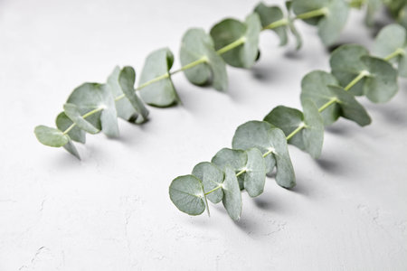 Eucalyptus green leaves and branch floral decoration on gray concrete wall background