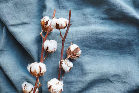 White cotton flowers on turquoise blue fabric background top viewの写真素材