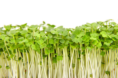Fresh microgreens isolated on white background. Young arugula shoots, healthy food
