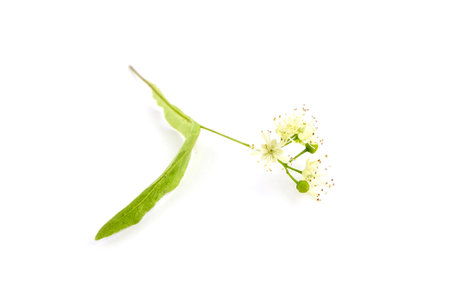 Linden tree flowers isolated on white background. Basswood blossom. Linden herbal tea ingredientの写真素材