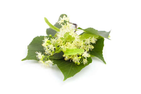 Linden tree flowers with green leaves isolated on white background. Basswood blossom. Linden herbal tea ingredientの写真素材