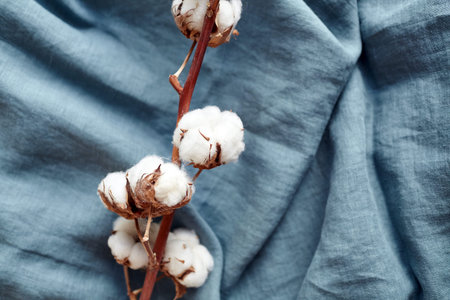 White cotton flowers on turquoise blue fabric background top view