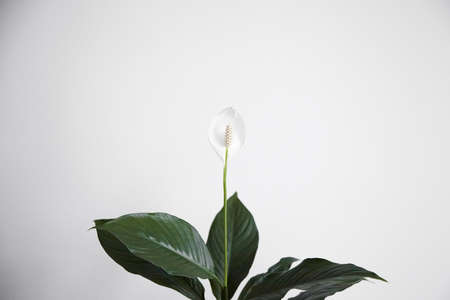 Spathiphyllum white flower popular houseplant closeupの写真素材