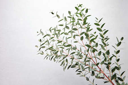 Eucalyptus green leaves and branch floral decoration on gray concrete wall backgroundの写真素材