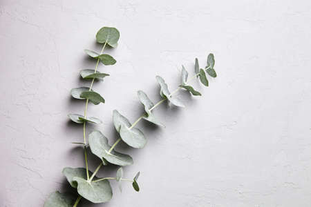 Eucalyptus green leaves and branch floral decoration on gray concrete wall backgroundの写真素材