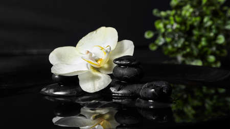 Spa stones with flower in water and green plant on black backgroundの写真素材