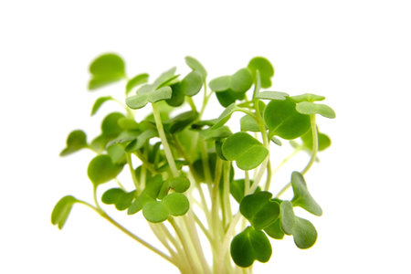 Micro greens arugula sprouts isolated on white backgroundの写真素材