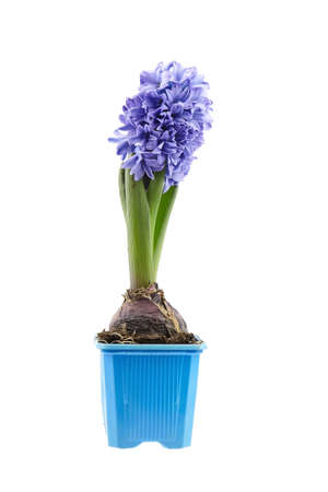 Blue Hyacinth flower bulb in pot isolated on white backgroundの写真素材