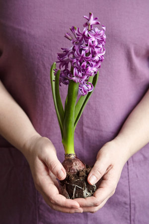 Hyacinth purple flowers with roots in woman hands, transplanting plants