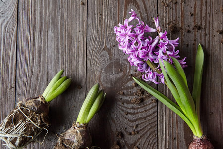 Hyacinth flowers with roots in soil on brown wooden table top view, transplanting plants