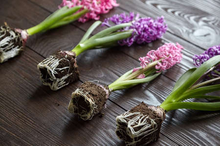 Hyacinth flowers with roots in soil on brown wooden table, transplanting plantsの写真素材