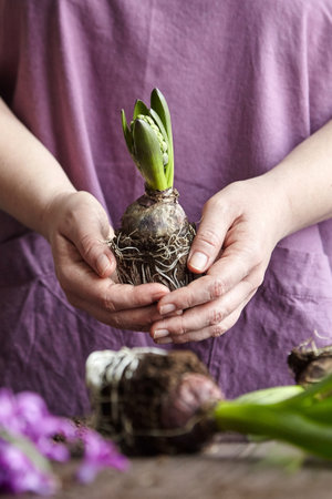 Hyacinth flowers with roots in soil on wooden table, transplanting plantsの写真素材
