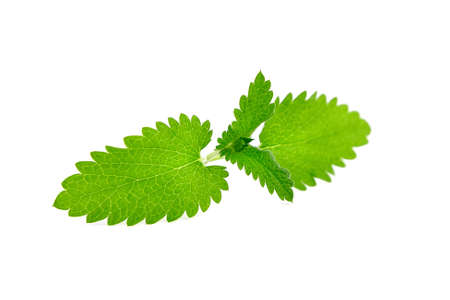 Fresh melissa leaves isolated on white background. Green melissa, kitchen herbの写真素材