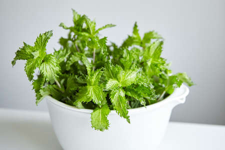 Fresh green mint leaves in white bowl closeup. Spearmint herbの写真素材