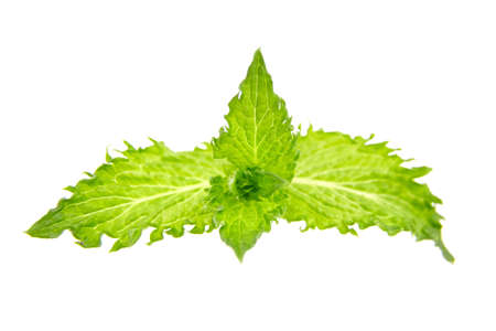 Fresh mint leaves isolated on white background. Green curly mint, kitchen herbの写真素材