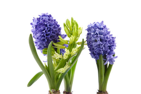 Blue Hyacinth flowers spring blossom isolated on white backgroundの写真素材