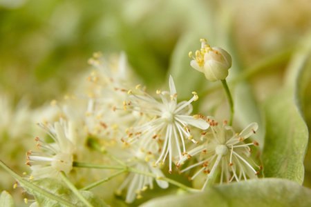 Linden blossoms, many fresh tilia flowers closeup