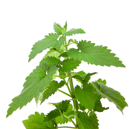 Fresh melissa leaves isolated on white background. Green melissa, kitchen herbの写真素材
