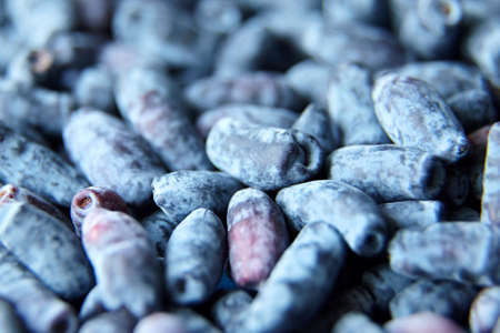 Organic fresh summer honeysuckle berries closeupの写真素材