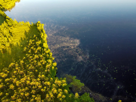 Lake water with morning fog and green trees, aerial view. Summer landscape, beautiful morning natureの写真素材
