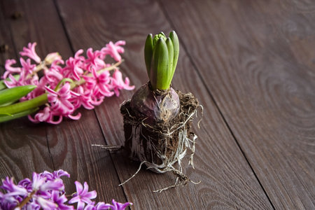 Hyacinth flowers with roots in soil on brown wooden table, transplanting plantsの写真素材